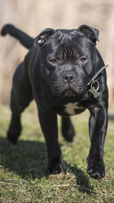 a black dog is walking in the grass