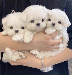 three white puppies are being held by someone