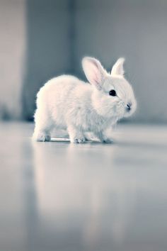 a small white rabbit sitting on top of a hard wood floor next to a wall