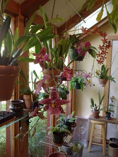 many potted plants are hanging from the ceiling