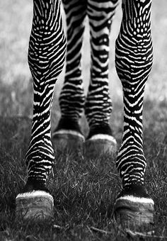 black and white photograph of zebra's legs with stripes on their pants, in the grass