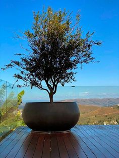 a bonsai tree in a large pot on a wooden deck overlooking the ocean and mountains