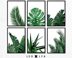 four green leaves are displayed in black frames on a white wall with the words leo liva