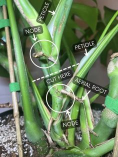 the parts of a plant that are labeled in green tape on it's stems