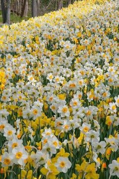 a field full of white and yellow flowers