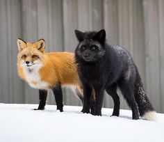 two foxes standing next to each other in the snow