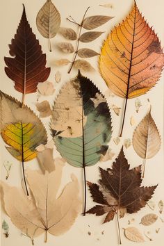 several different types of leaves on a white surface with brown, yellow and green leaves