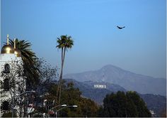 a bird flying over the top of a building with palm trees in front of it