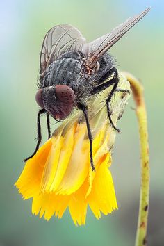 a fly sitting on top of a yellow flower