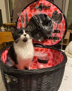 D0LLS H0ME on Instagram: "The Purrfect Picnic Partner 🐱" Unique Bedroom Furniture, Picnic Items, Farm Projects, Dark Home Decor, Picnic Date, Summer Birthday, Cute Stuffed Animals