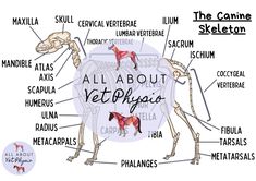 an image of a diagram of the anatomy of a dog's body and its parts