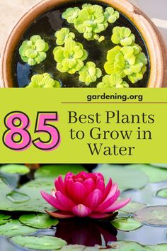 a pink flower sitting on top of a green lily pad with the words 85 best plants to grow in water