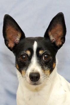 a small black and white dog is looking at the camera