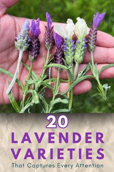 20 Lavender Varieties for outdoor garden Garden Lavendar Ideas, Lavender Leaves Recipes, Lavender Herb Uses, Propagating Lavender From Cuttings, Pruning Lavender Plants, When To Plant Lavender Outside, Lavendar Planting Landscaping, Spanish Lavender Plant, French Lavender Garden