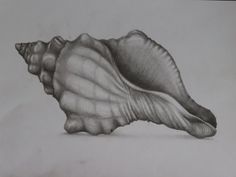 Drawing pencil graphite seashell shell ocean draw black and white study Sea Shell Pencil Drawing, Natural Forms Pencil Drawing, Seashell Drawing Realistic, Shell Drawing Pencil, Sea Shell Drawing, Shells Drawing, Gcse Artists, Under The Sea Drawings