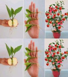 four pictures showing different stages of growing apples