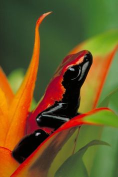 a red and black frog sitting on top of a flower