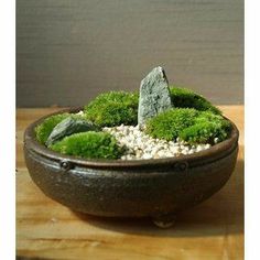 a potted plant sitting on top of a wooden table filled with rocks and moss