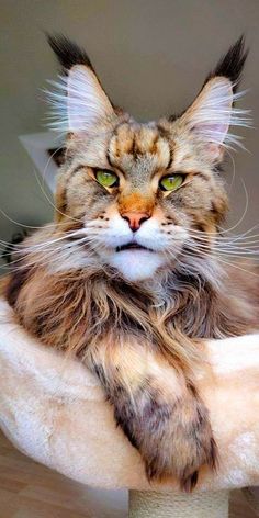 a cat with long hair laying down on top of a bed looking at the camera