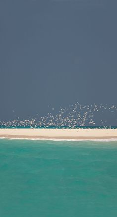 a flock of birds flying over the ocean on a sandy beach with white sand and blue water