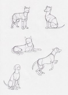 sketches of dogs sitting and standing in different positions