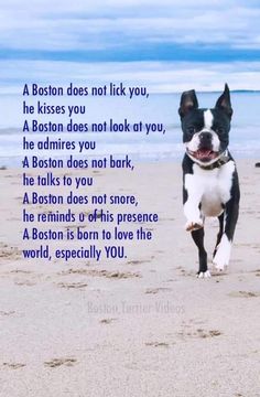 a boston terrier dog running on the beach with a poem written in front of it