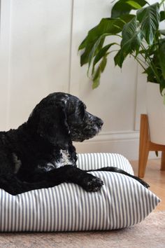 a black dog sitting on top of a pillow in front of a potted plant