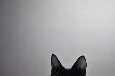 a black and white photo of a cat sitting in front of a wall with the light shining on it