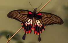 a black and red butterfly sitting on top of a branch