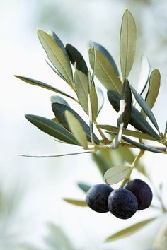 an olive tree branch with green and black olives