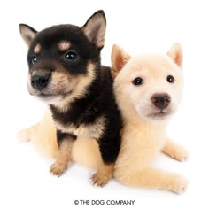 two puppies sitting next to each other on a white background with the caption'the dog company '