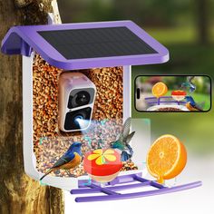 a bird feeder with two birds and an orange slice