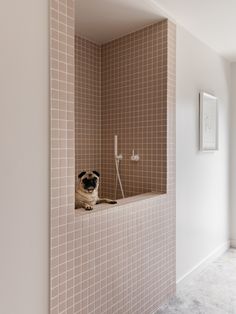 a pug dog sitting in a bathtub with his head sticking out the wall