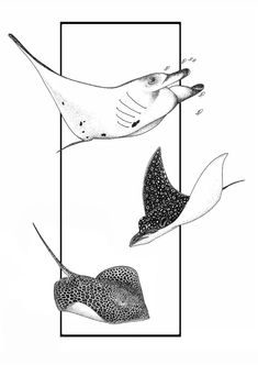 three different types of sea animals in black and white