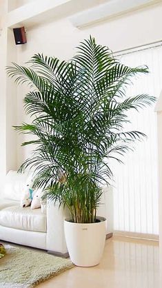 a large palm tree in a white planter next to a couch on a rug