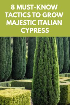 the words 8 must - know tricks to grow majestic italian cypresss in your garden