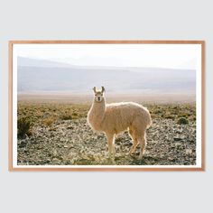 an alpaca standing in the desert with mountains in the background