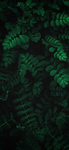 green leaves are shown against a black background