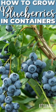 blueberries on a plant Grow Blueberries In Containers, How To Grow Blueberries In Containers, Blueberry Bush In Container, Blueberry In Pot, When To Plant Blueberries, Growing Blueberry Bushes In Containers, Blueberries Growing Tips, Growing Black Berries In Containers, Growing Veggies In Containers