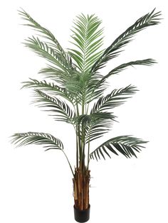 a palm tree in a black pot on a white background