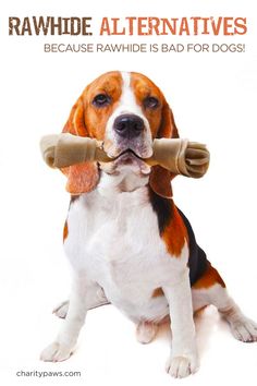 a dog holding a bone in its mouth with the caption rawhide alternatives because rawhide is bad for dogs