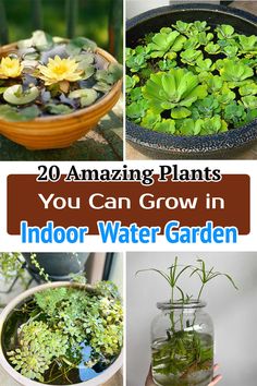 there are many plants that can grow in the indoor water garden, and it's easy to do