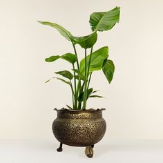 a potted plant sitting on top of a table