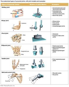 different types of bones and their functions