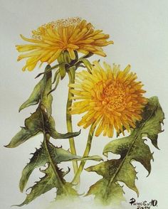 a drawing of two yellow flowers on a white background