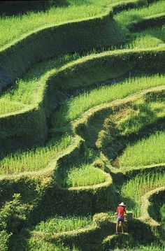 a person standing in the middle of a maze