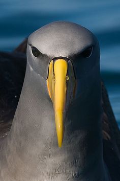 a close up of a seagull with a yellow beak on the water's surface