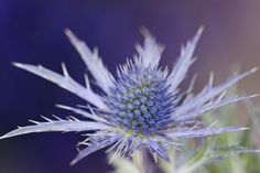 a close up view of a blue flower