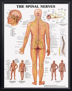 a diagram of the human nervous system, with all its major branches and peripherals