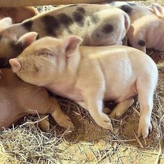 three baby pigs are laying in the hay and one pig is sleeping on top of another